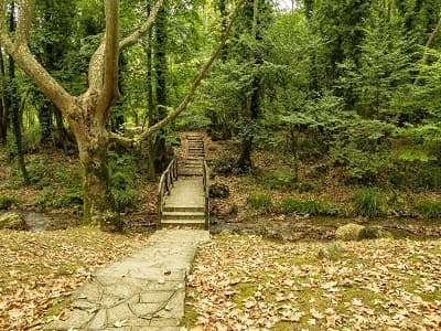 Forest Bathing: A Mindfulness Experience in Armutlu